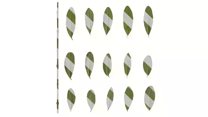 Anydrafts Olea europaea Leaf 07 B