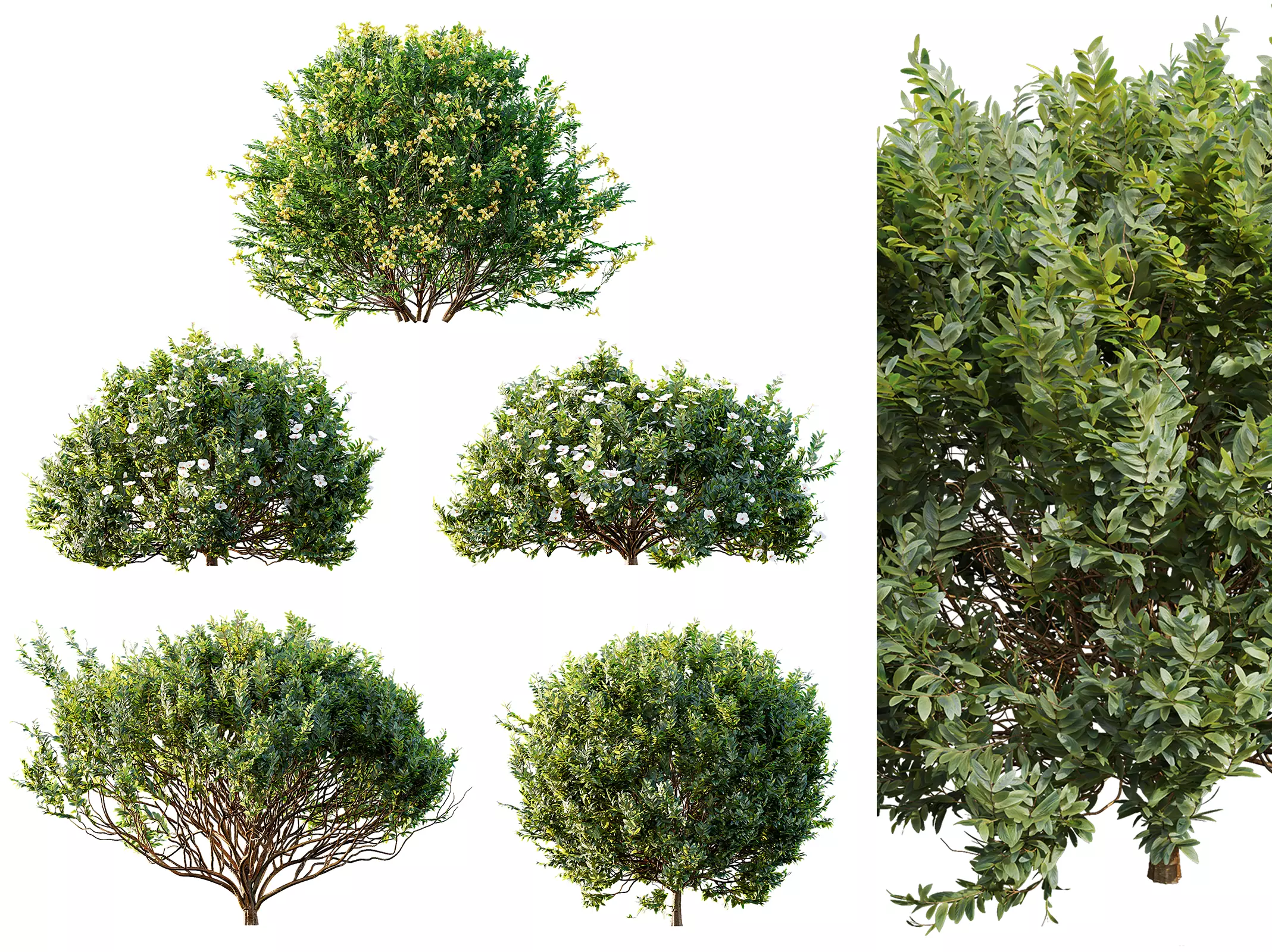 AV 5different bush Cistus Flower White and Valentina Glauca 3D model