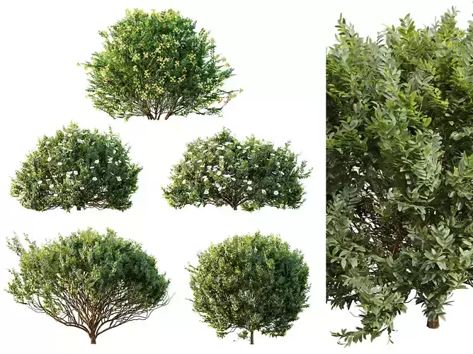 AV 5different bush Cistus Flower White and Valentina Glauca