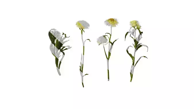 Anydrafts Xerochrysum bracteatum Atlas 05