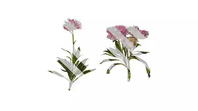 Anydrafts Xerochrysum bracteatum Atlas 07