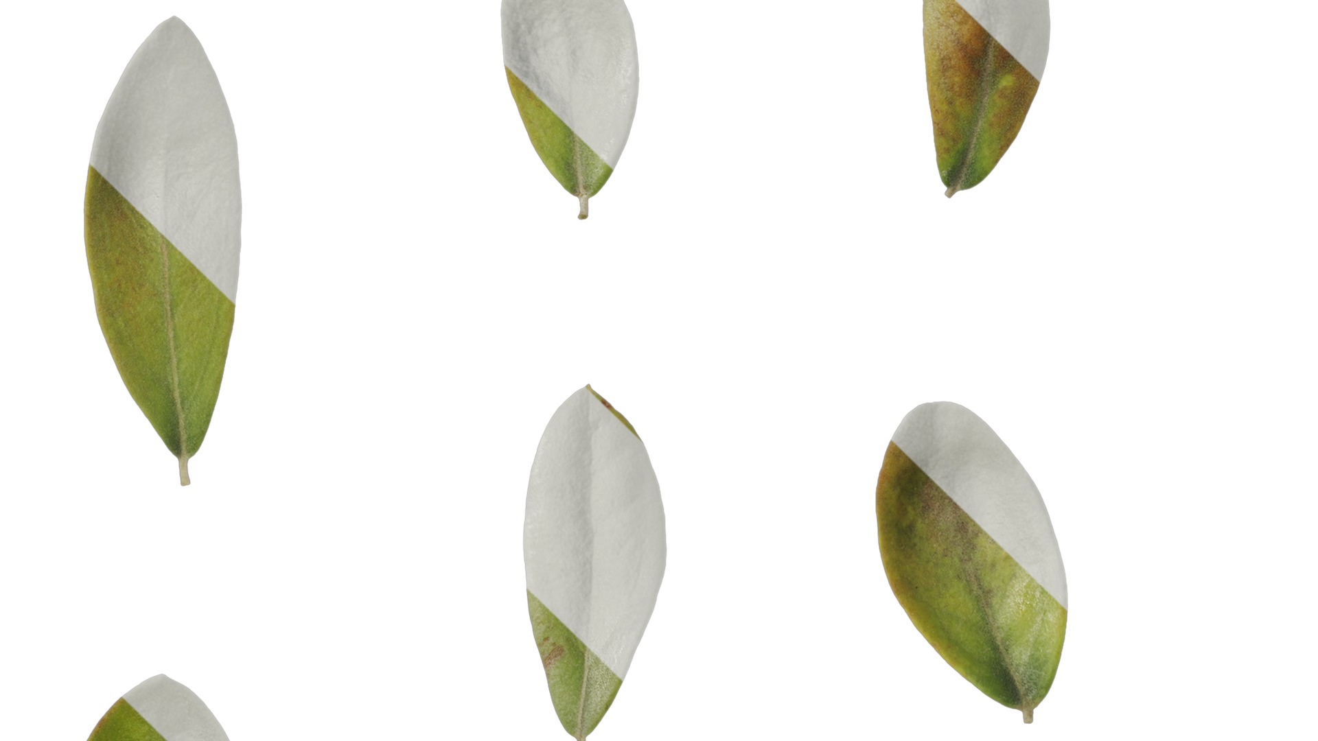 Anydrafts Olea europaea Leaf 08 Texture_3