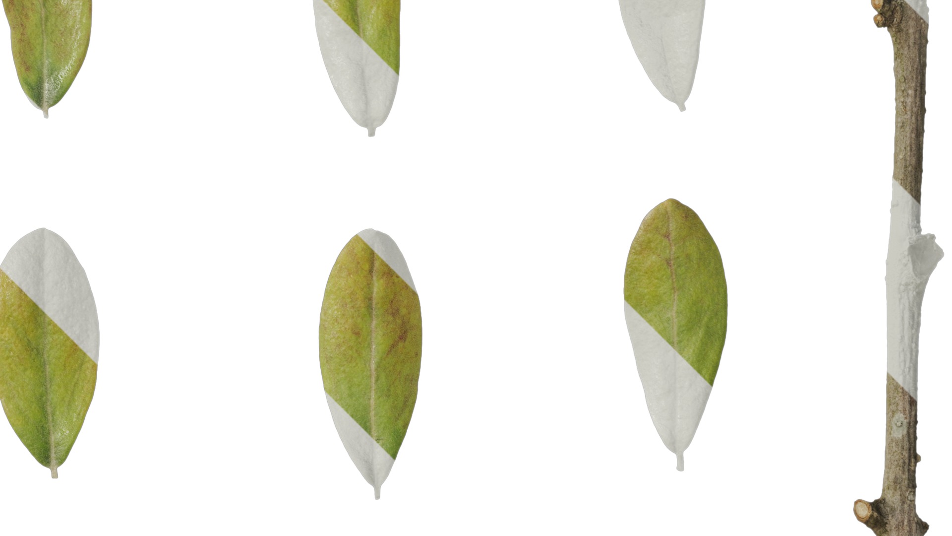 Anydrafts Olea europaea Leaf 08 Texture_2