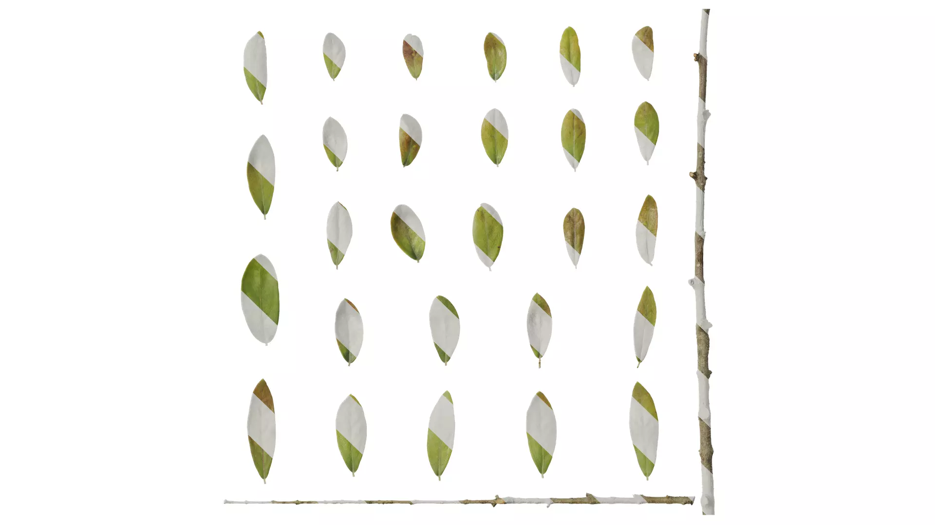 Anydrafts Olea europaea Leaf 08 Texture_0