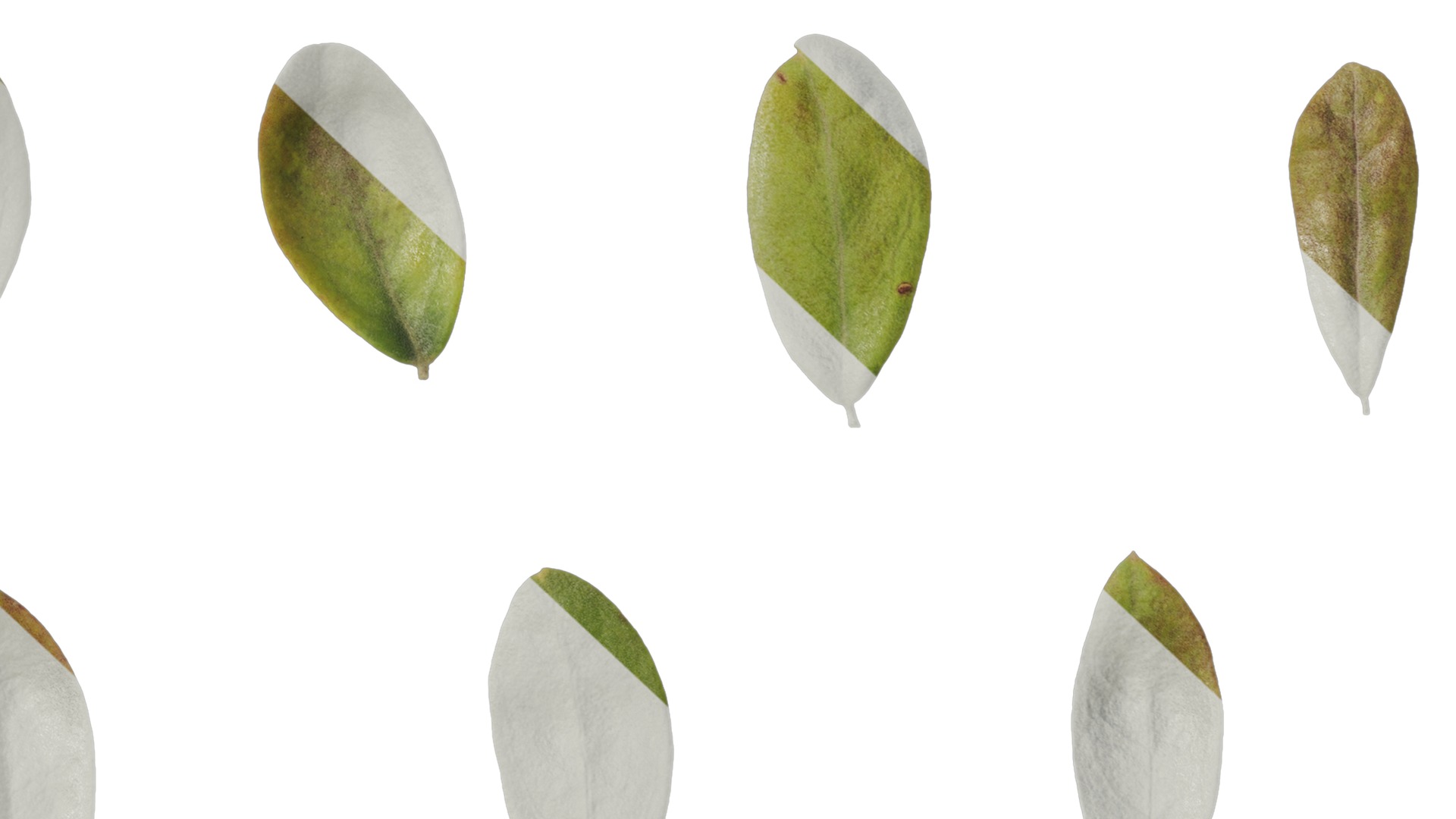 Anydrafts Olea europaea Leaf 08 Texture_7