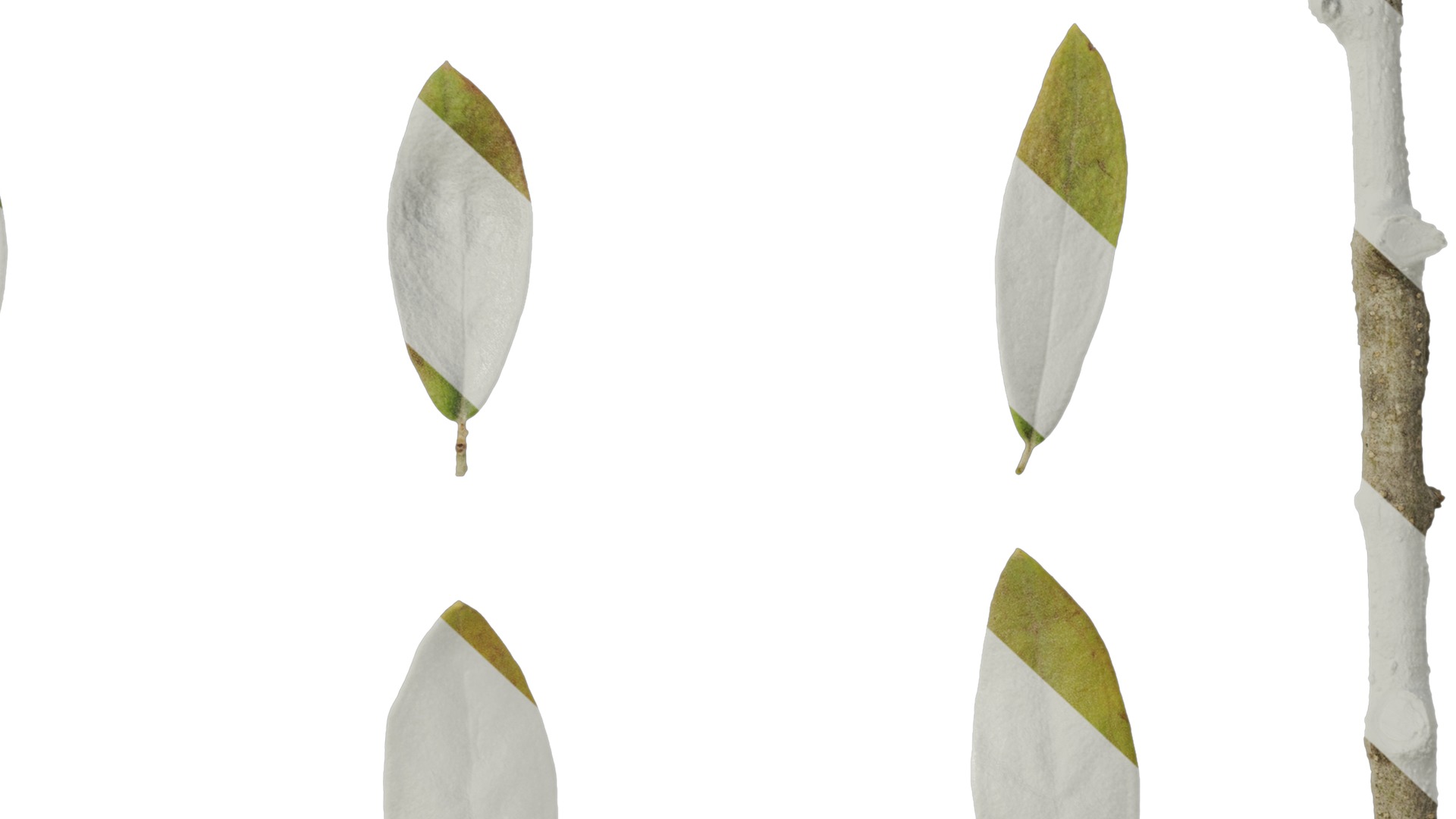 Anydrafts Olea europaea Leaf 08 Texture_6