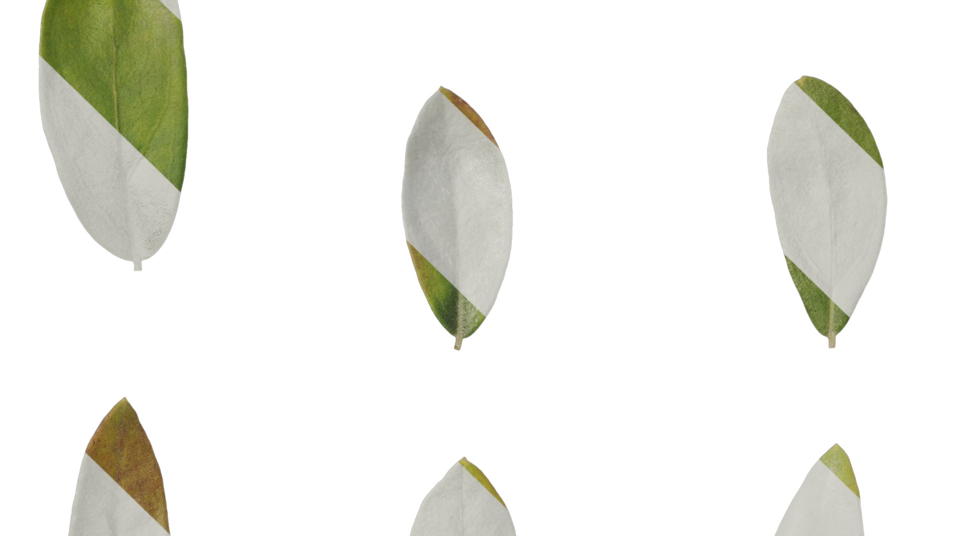 Anydrafts Olea europaea Leaf 08 Texture_5