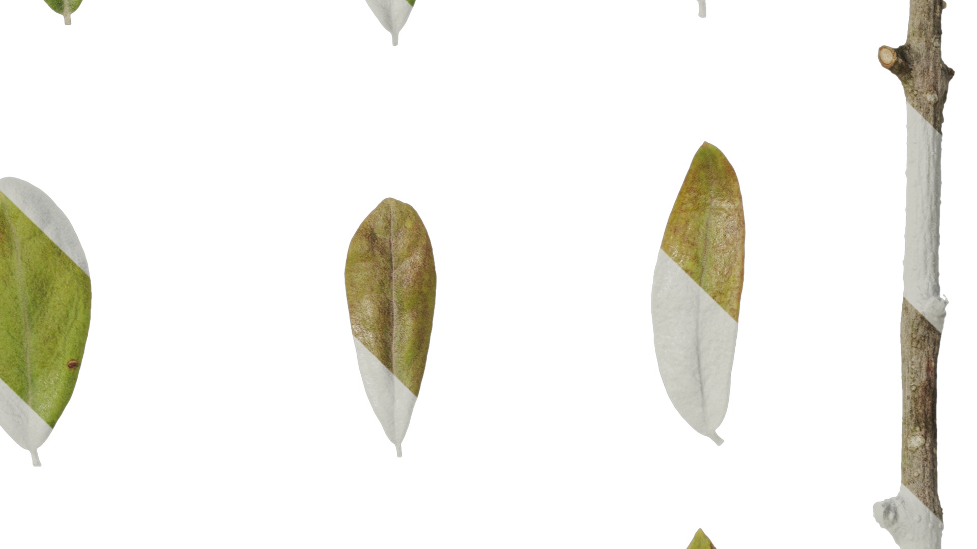 Anydrafts Olea europaea Leaf 08 Texture_4
