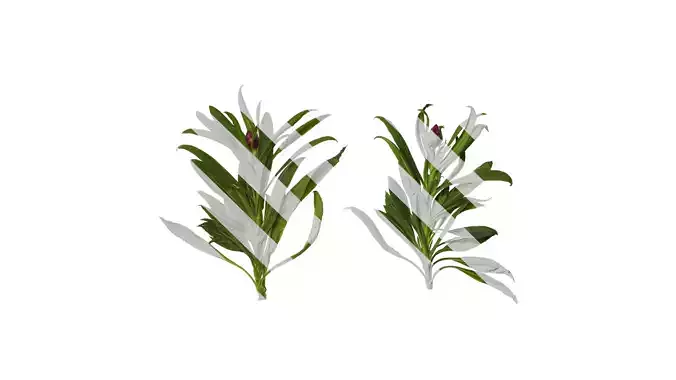 Anydrafts Xerochrysum bracteatum Atlas 08