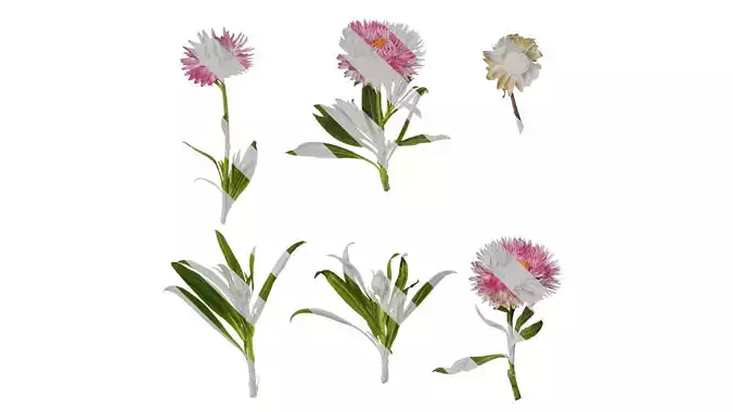 Anydrafts Xerochrysum bracteatum Atlas 09