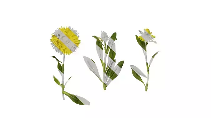 Anydrafts Xerochrysum bracteatum Atlas 10