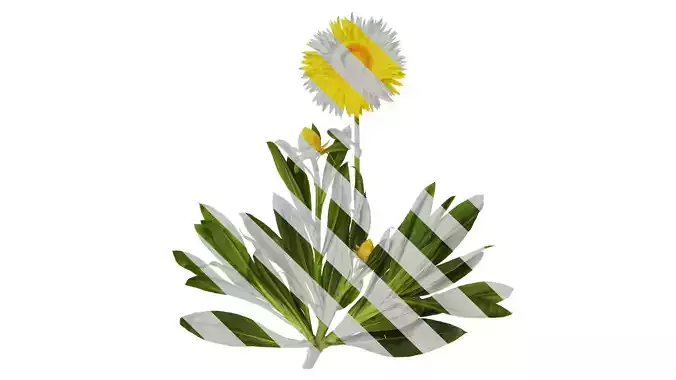 Anydrafts Xerochrysum bracteatum Atlas 11