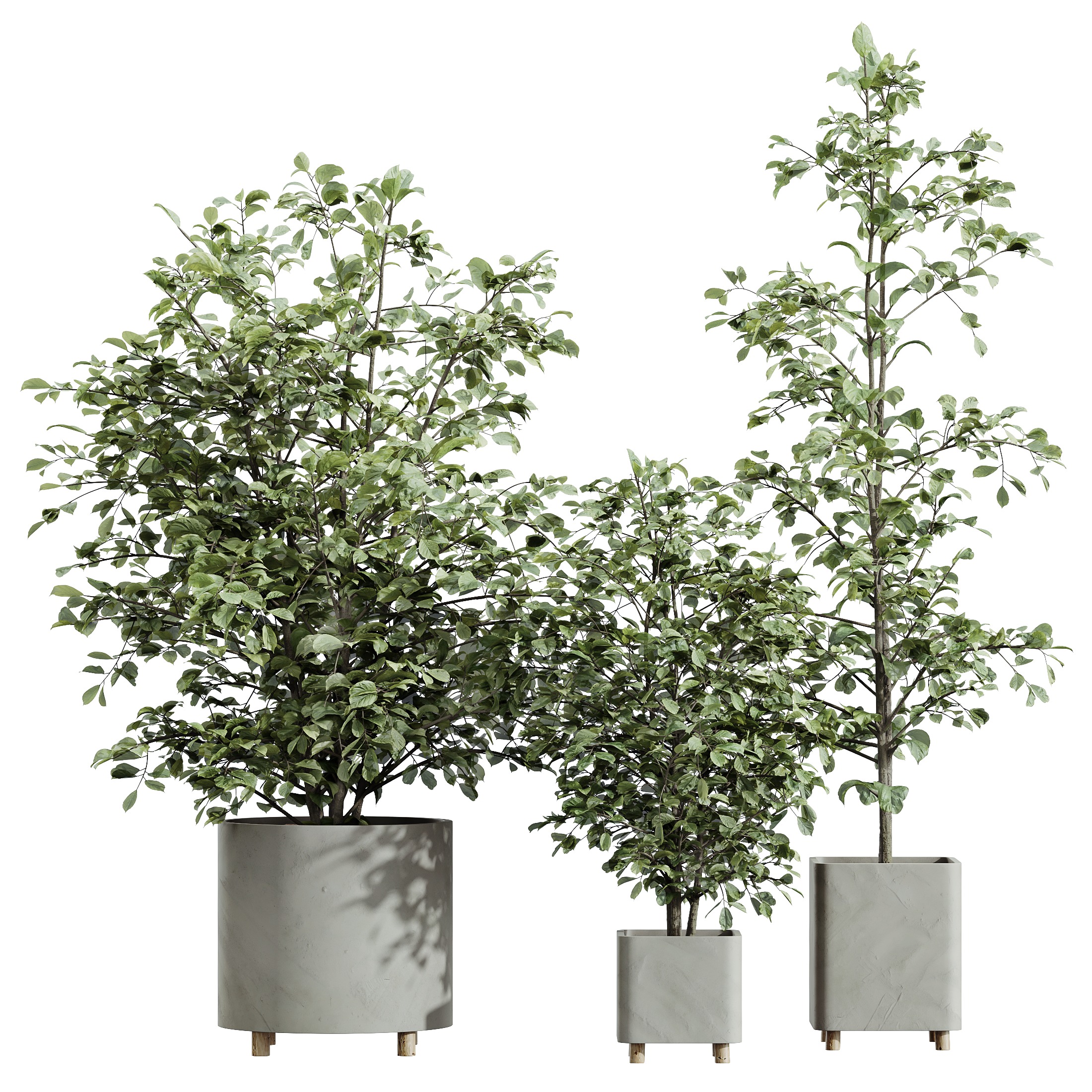AV HousePlants Alnus Glutinosa Alder Betulaceae Hazel Erle Set03 3D model_3