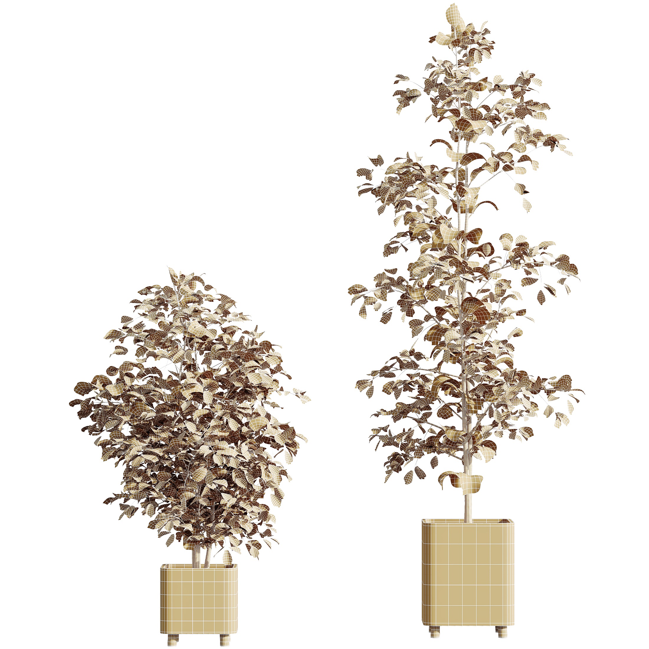 AV HousePlants Alnus Glutinosa Alder Betulaceae Hazel Erle Set03 3D model_4