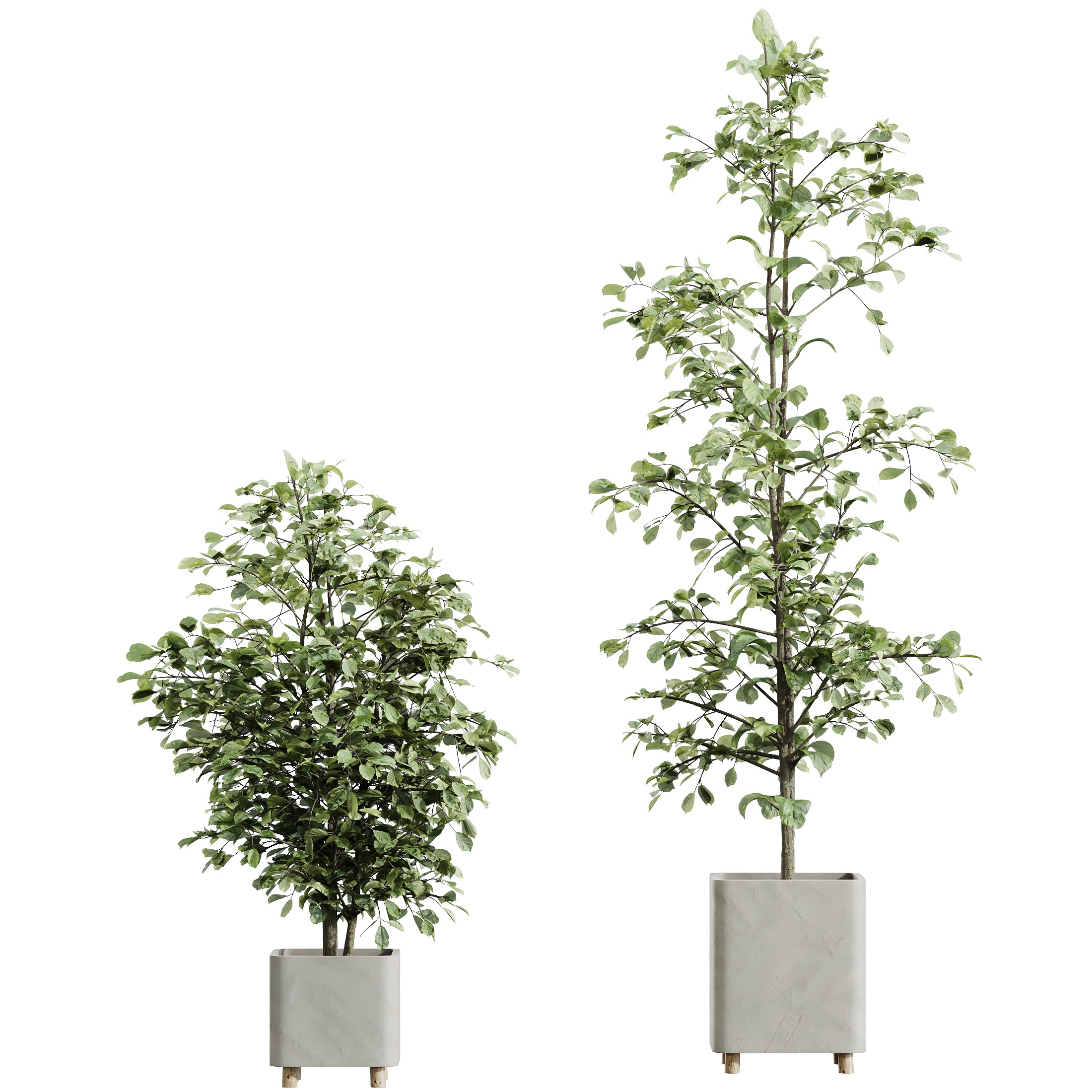 AV HousePlants Alnus Glutinosa Alder Betulaceae Hazel Erle Set03 3D model_2