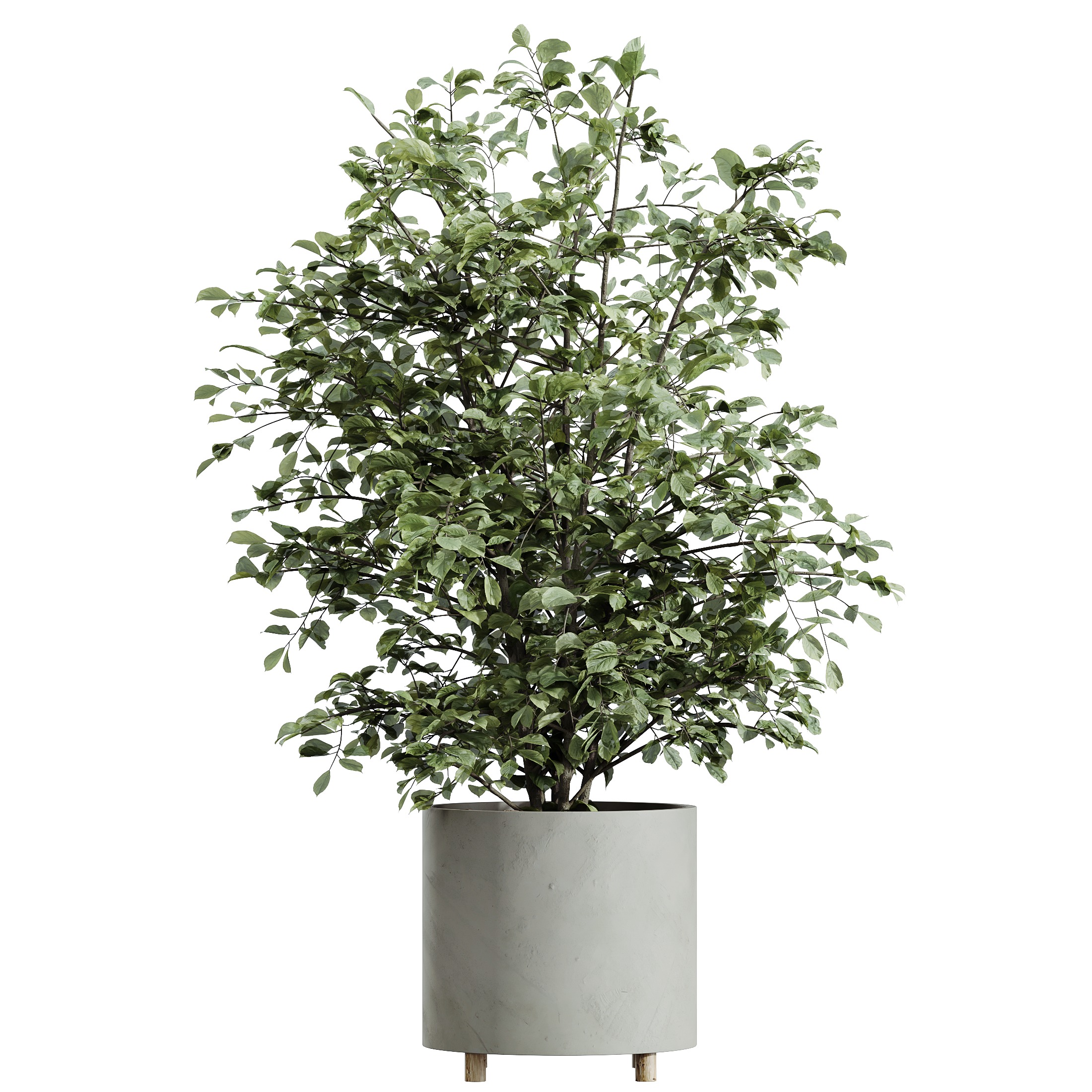 AV HousePlants Alnus Glutinosa Alder Betulaceae Hazel Erle Set03 3D model_1
