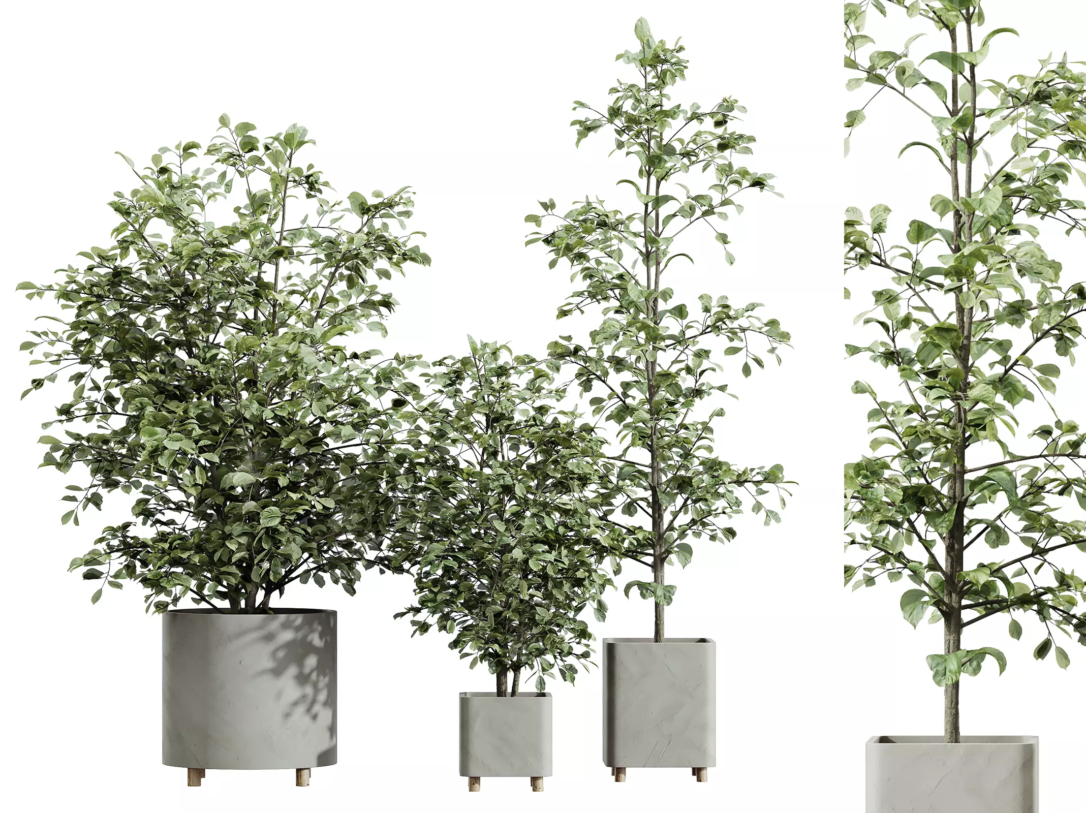 AV HousePlants Alnus Glutinosa Alder Betulaceae Hazel Erle Set03 3D model_0