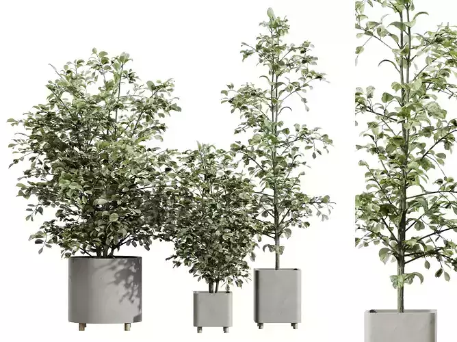 AV HousePlants Alnus Glutinosa Alder Betulaceae Hazel Erle Set03 3D model