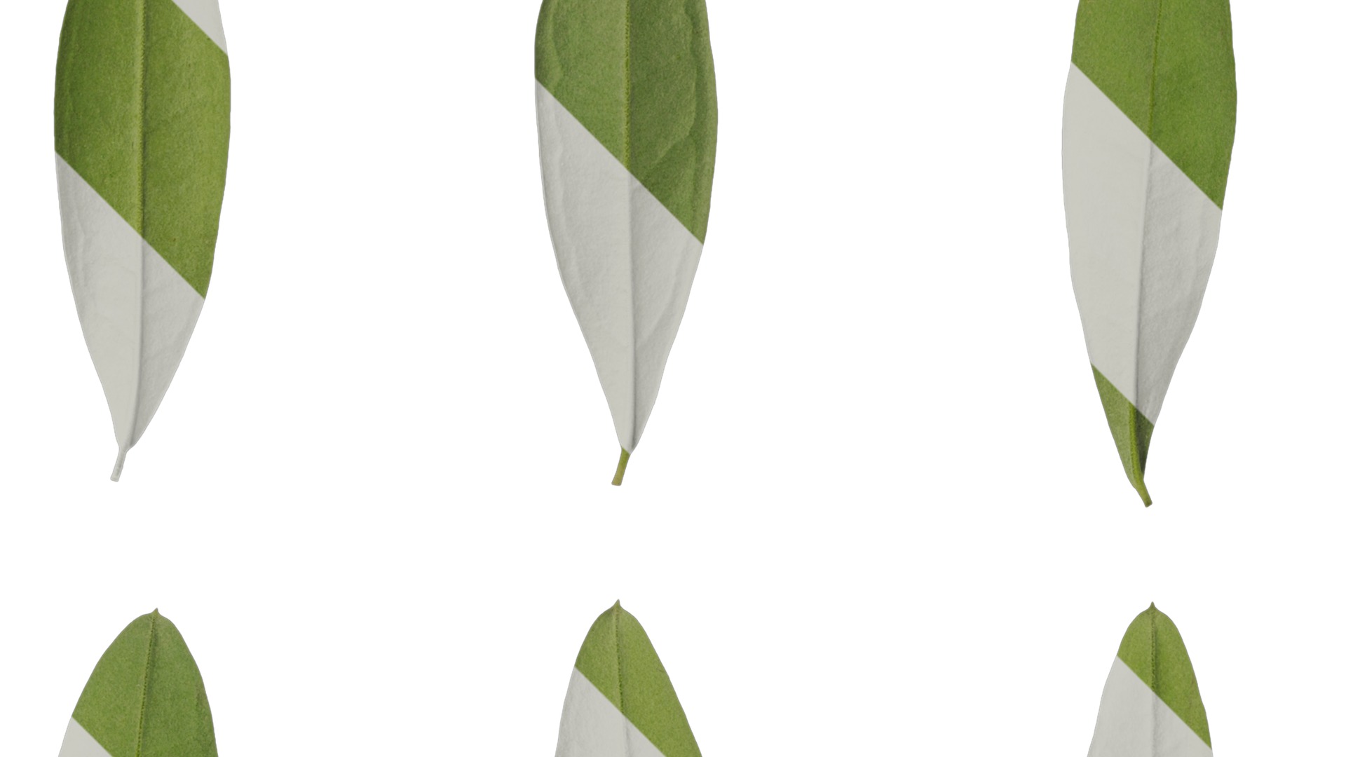 Anydrafts Olea europaea Leaf 14 B Texture_2