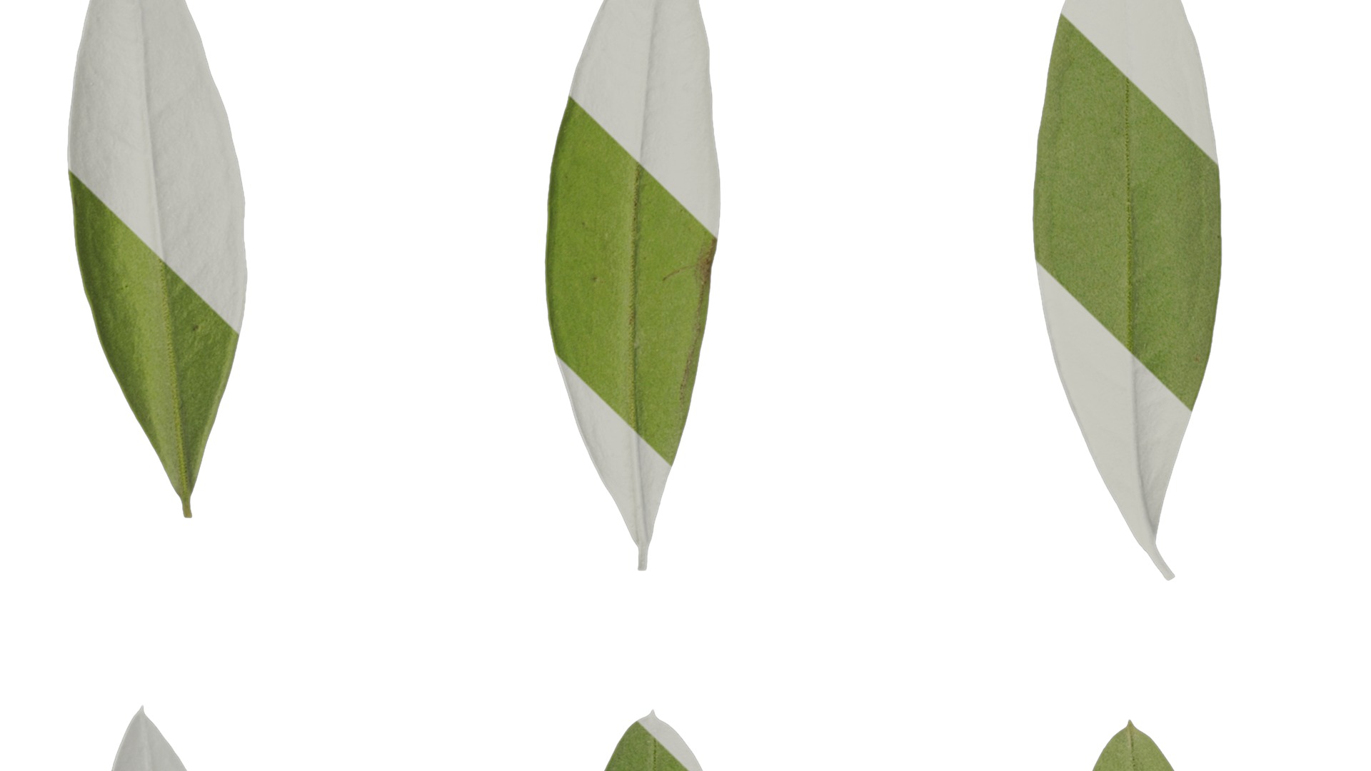 Anydrafts Olea europaea Leaf 14 B Texture_1