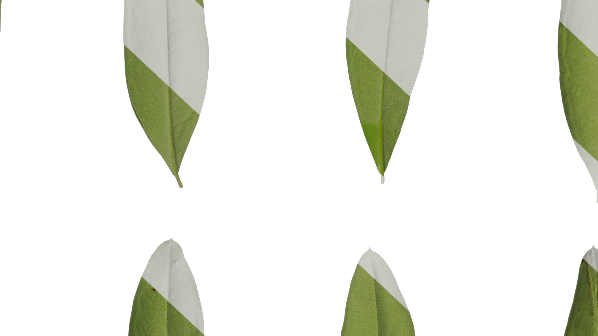 Anydrafts Olea europaea Leaf 14 B Texture_7