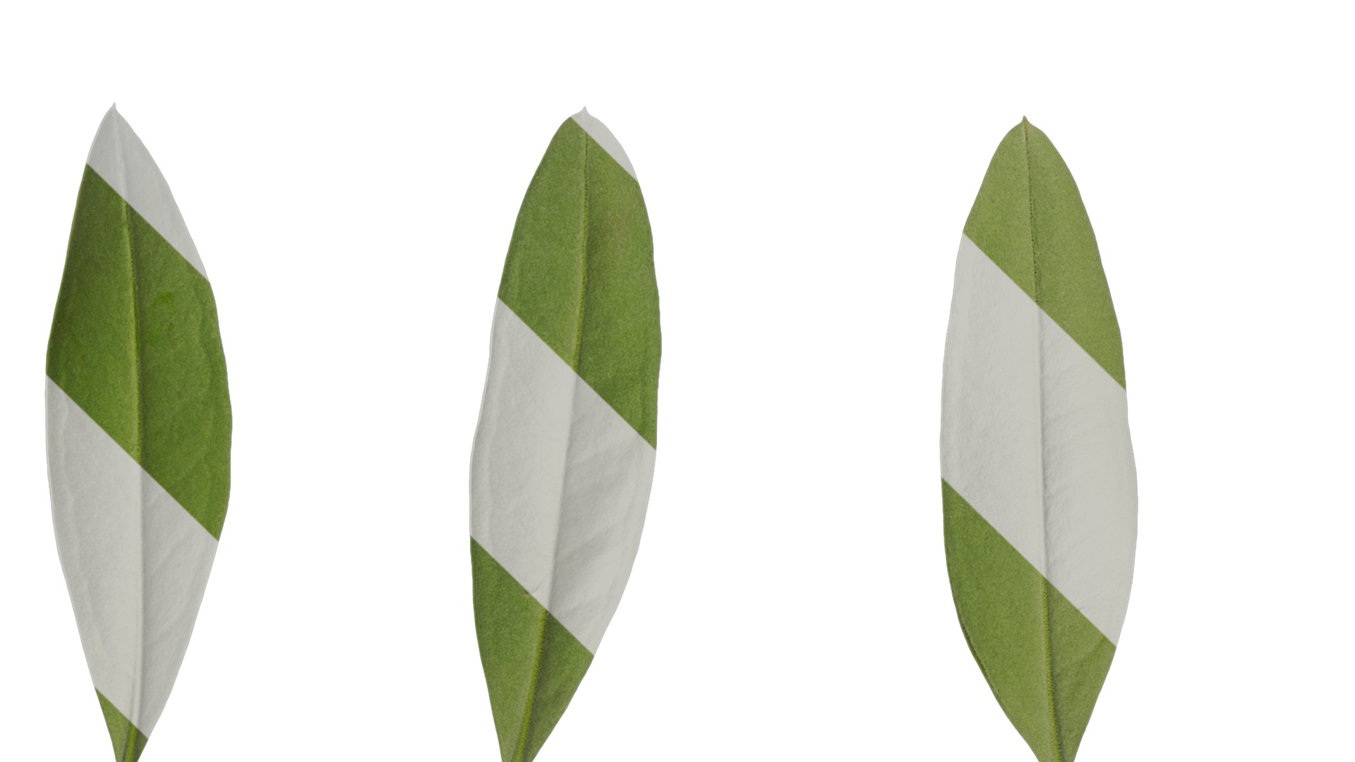 Anydrafts Olea europaea Leaf 14 B Texture_3