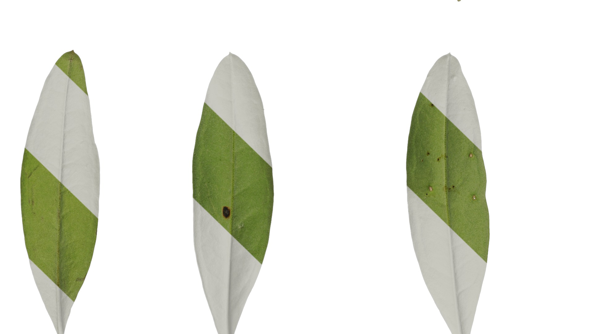 Anydrafts Olea europaea Leaf 14 B Texture_5