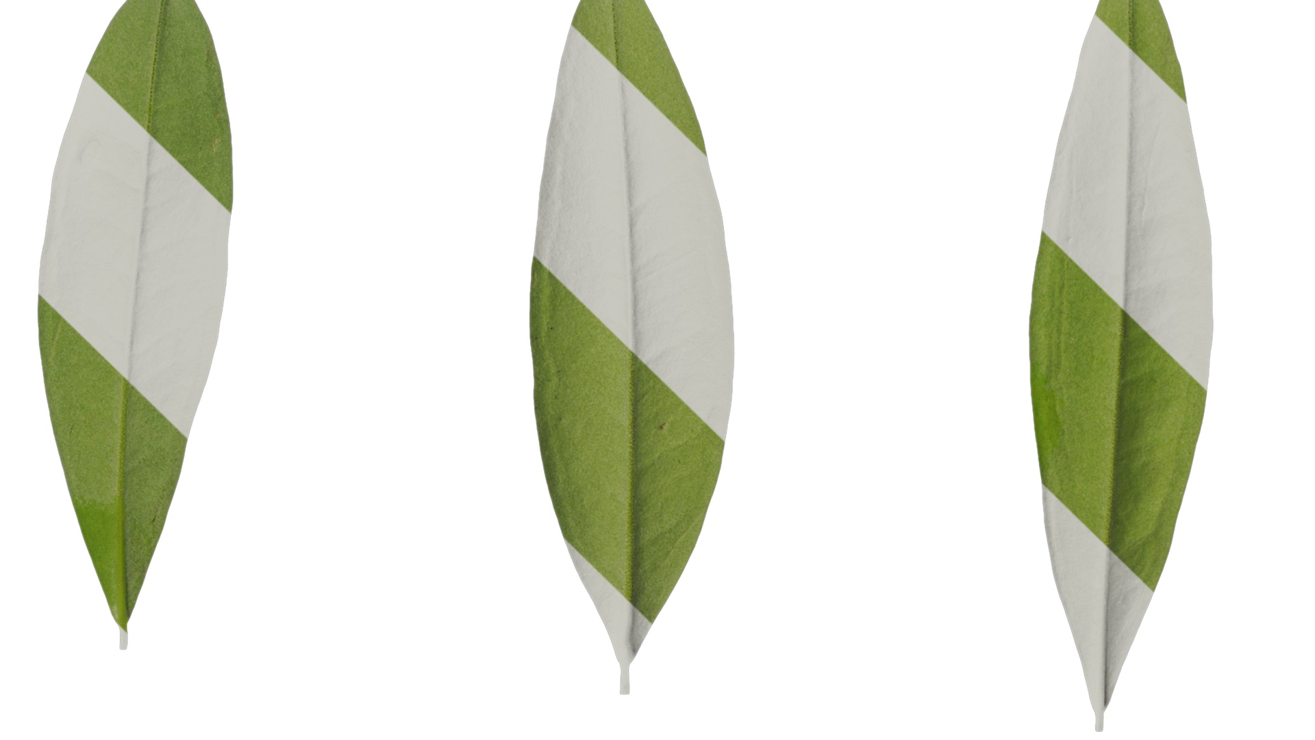 Anydrafts Olea europaea Leaf 14 B Texture_4