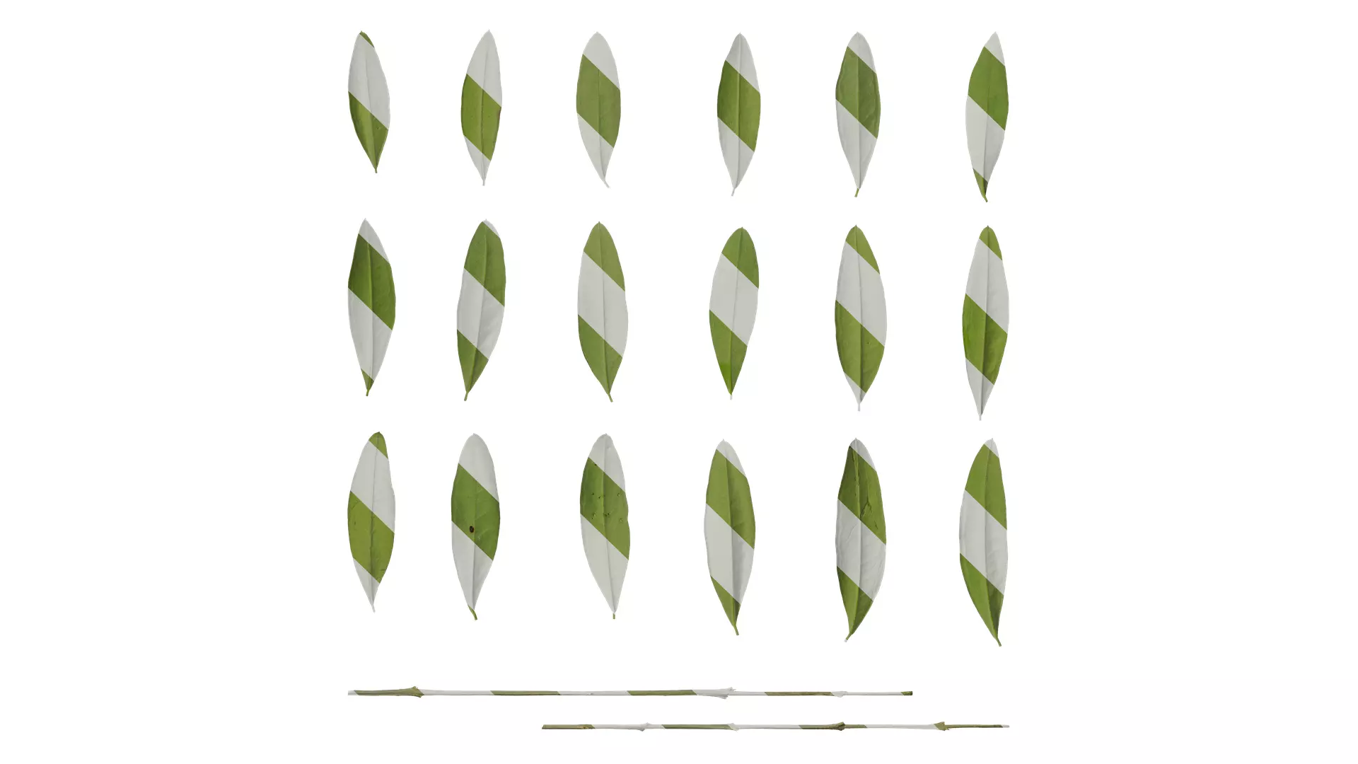 Anydrafts Olea europaea Leaf 14 B Texture_0