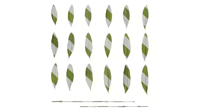 Anydrafts Olea europaea Leaf 14 B