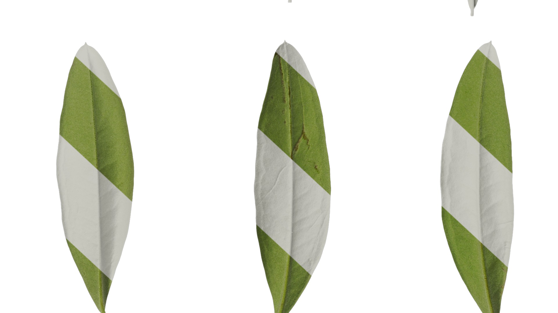 Anydrafts Olea europaea Leaf 14 B Texture_6