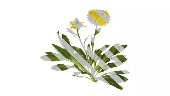 Anydrafts Xerochrysum bracteatum Atlas 12