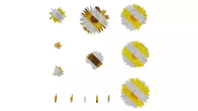 Anydrafts Xerochrysum bracteatum Flower 05