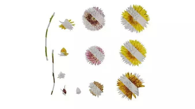 Anydrafts Xerochrysum bracteatum Flower 07