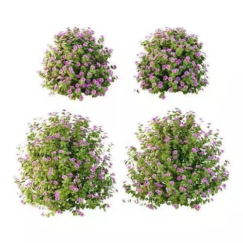 Lavatera Cachemiriana Plant 03