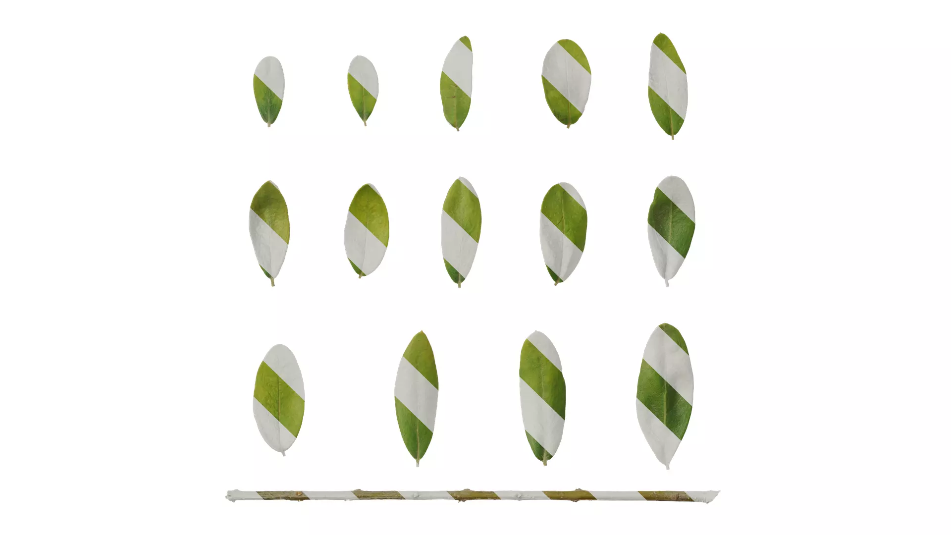 Anydrafts Olea europaea Leaf 15 F Texture