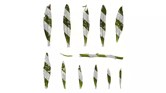 Anydrafts Xerochrysum bracteatum Leaf 01