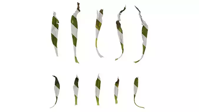 Anydrafts Xerochrysum bracteatum Leaf 02