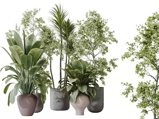 AV Indoor plants set 171 and Arbequina Olive and Ficus Robusta