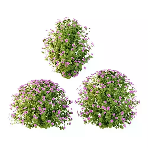 Lavatera Cachemiriana Plant 04