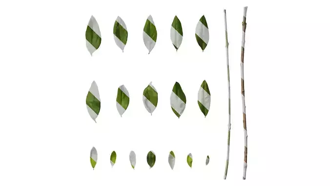 Anydrafts Olea europaea Leaf 19 F