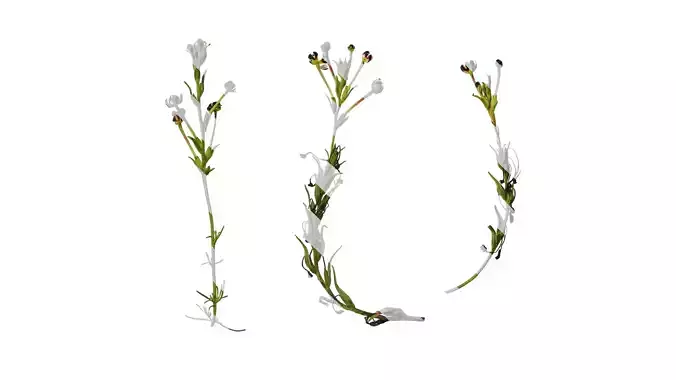 Anydrafts Zaluzianskya capensis Atlas 01