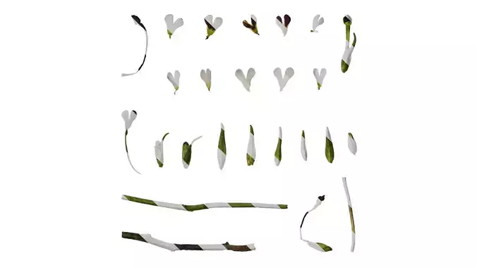 Anydrafts Zaluzianskya capensis Atlas 02