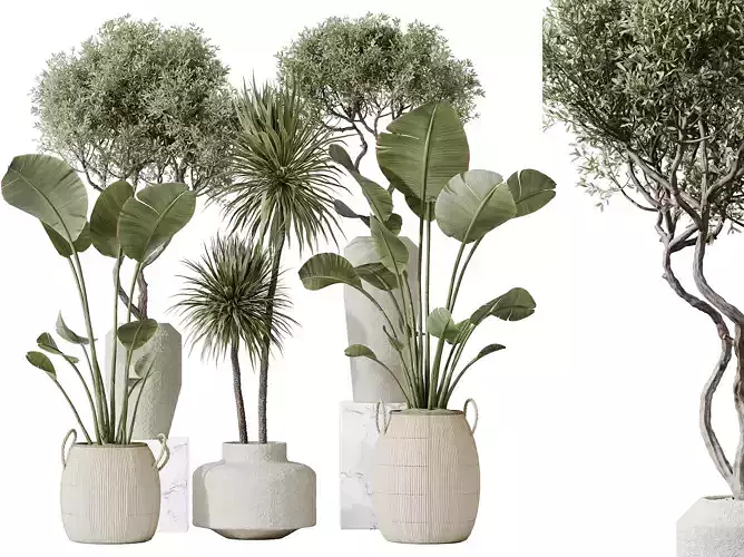AV Indoor plants set 172 Olive and Banana and Spineless Yucca