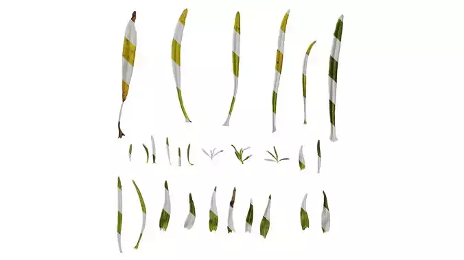 Anydrafts Zaluzianskya capensis Leaf 01