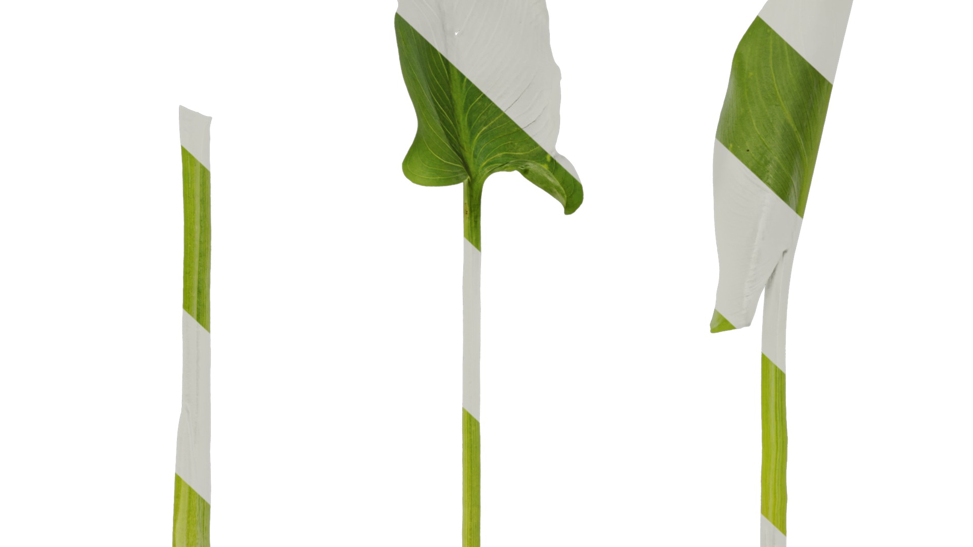 Anydrafts Zantedeschia aethiopica Atlas 02 Texture_6