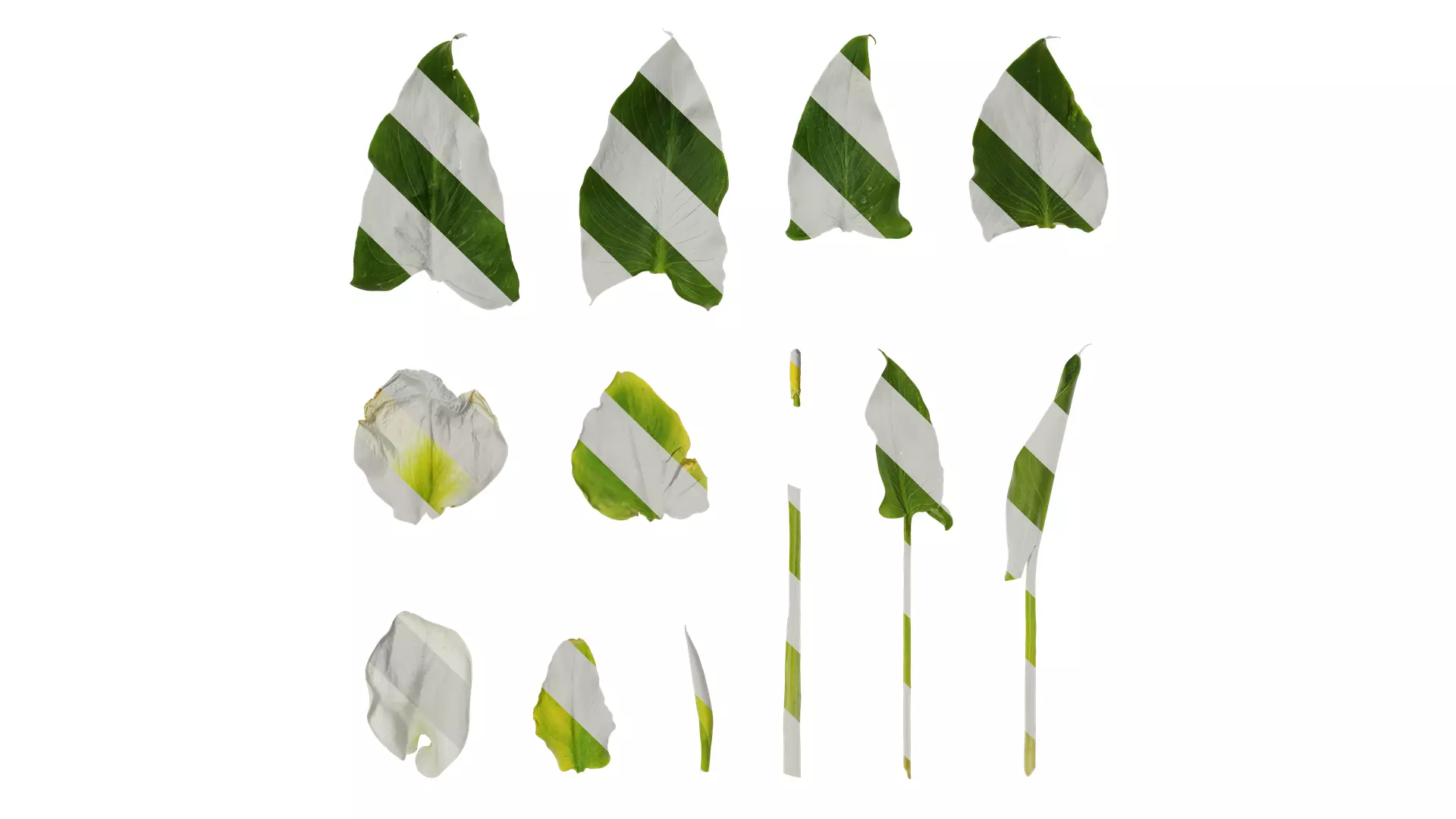 Anydrafts Zantedeschia aethiopica Atlas 02 Texture_0