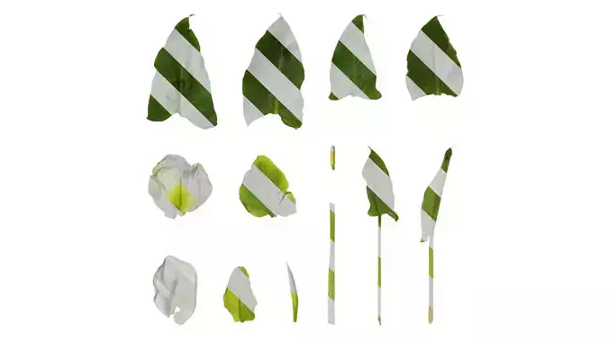 Anydrafts Zantedeschia aethiopica Atlas 02