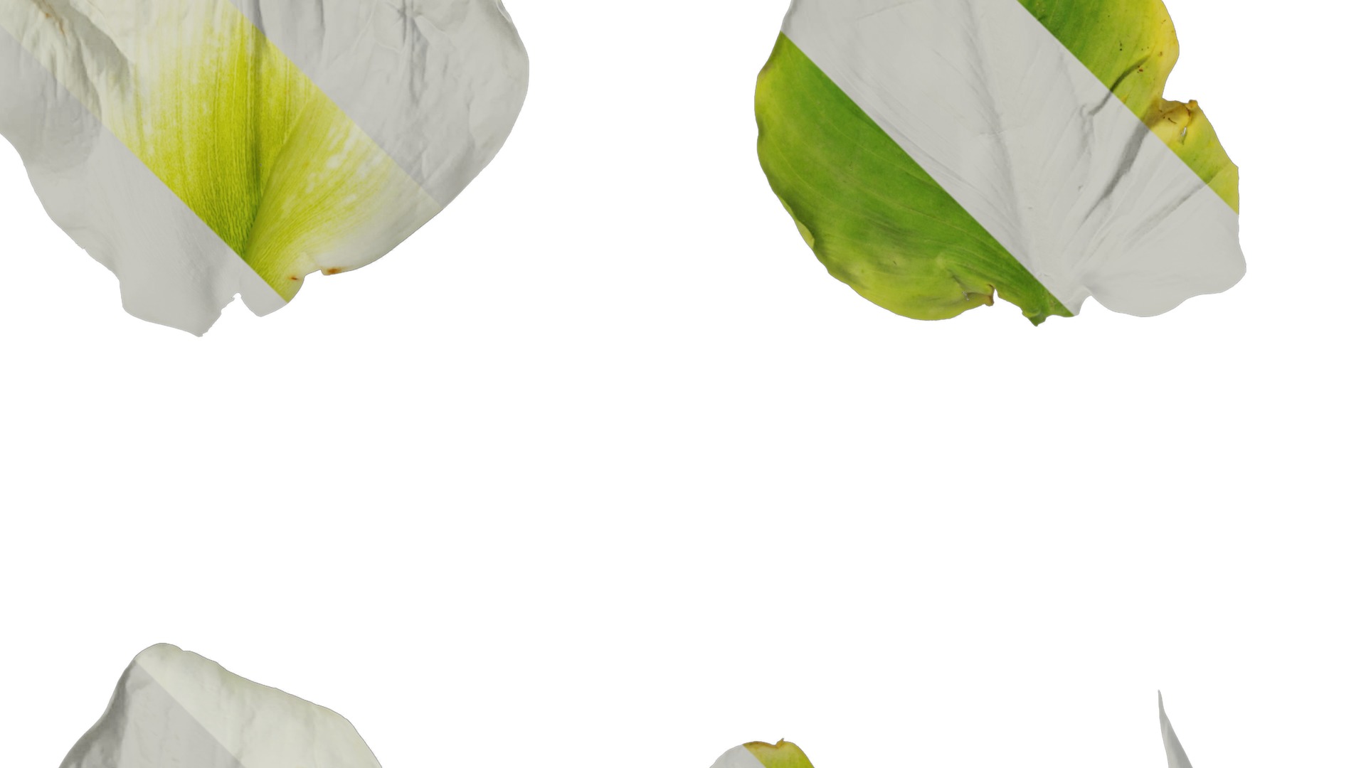 Anydrafts Zantedeschia aethiopica Atlas 02 Texture_5