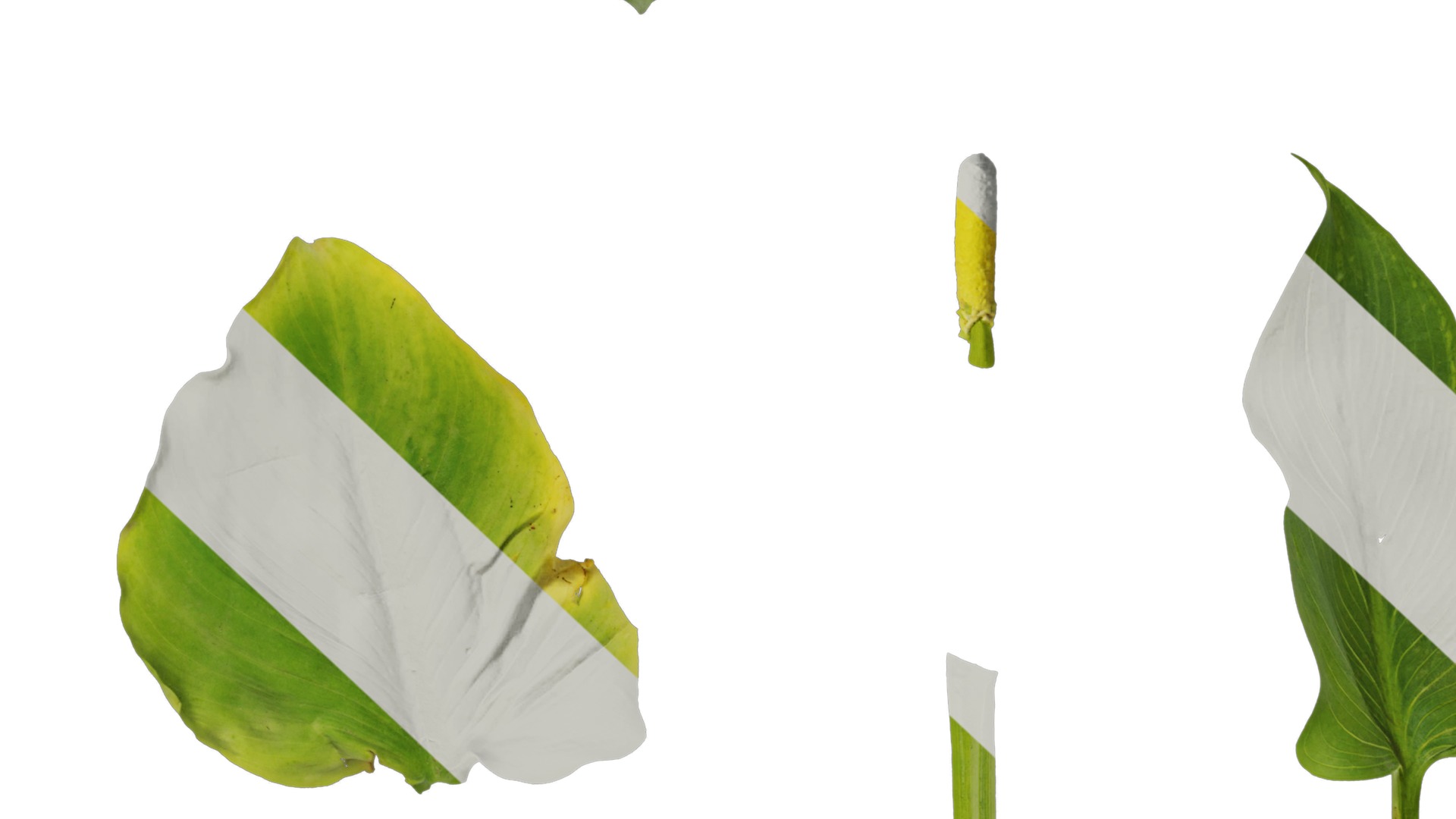 Anydrafts Zantedeschia aethiopica Atlas 02 Texture_7